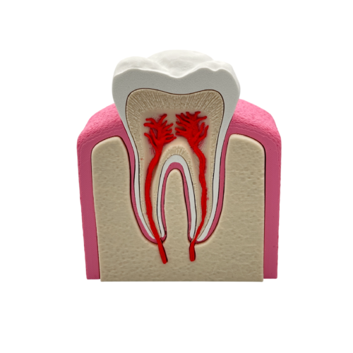 Interactive Healthy Premolar Tooth Anatomical Cross-Section