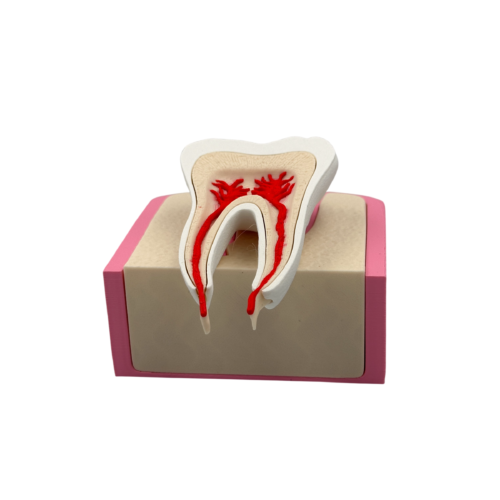 Interactive Healthy Premolar Tooth Anatomical Cross-Section