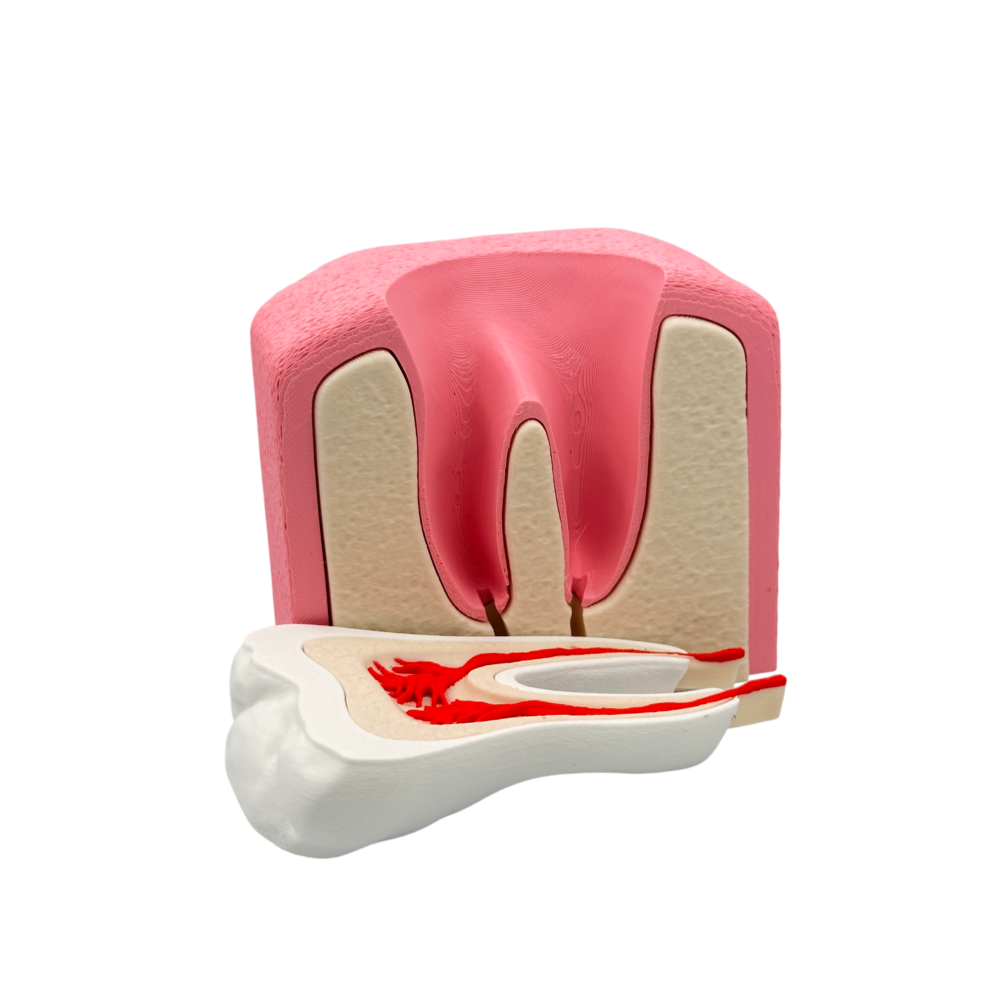 Interactive Healthy Premolar Tooth Anatomical Cross-Section