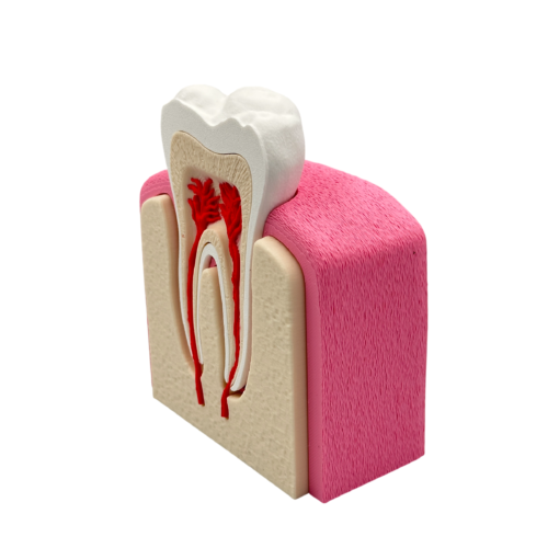 Interactive Healthy Premolar Tooth Anatomical Cross-Section