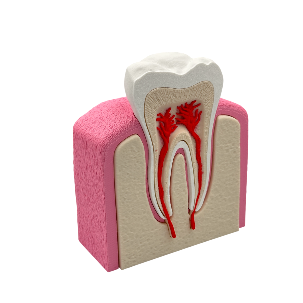 Interactive Healthy Premolar Tooth Anatomical Cross-Section