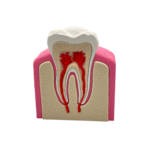 Interactive Healthy Premolar Tooth Anatomical Cross-Section