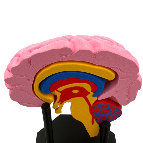 Human Brain Anatomical Cross-Section Model