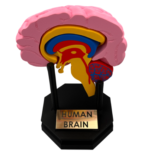 Human Brain Anatomical Cross-Section Model
