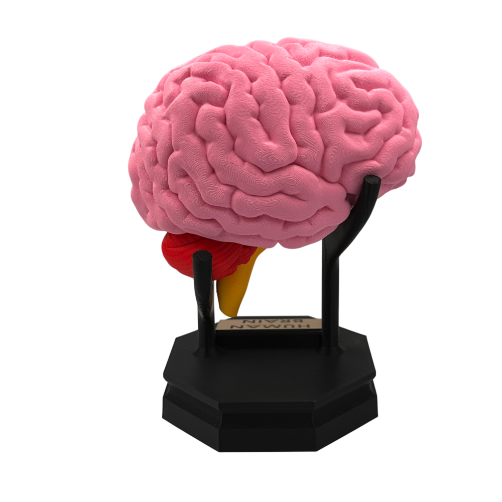 Human Brain Anatomical Cross-Section Model