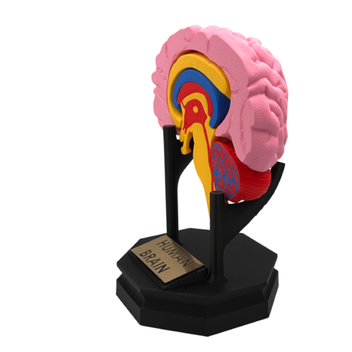 Human Brain Anatomical Cross-Section Model