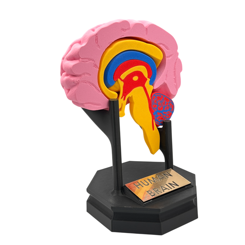Human Brain Anatomical Cross-Section Model