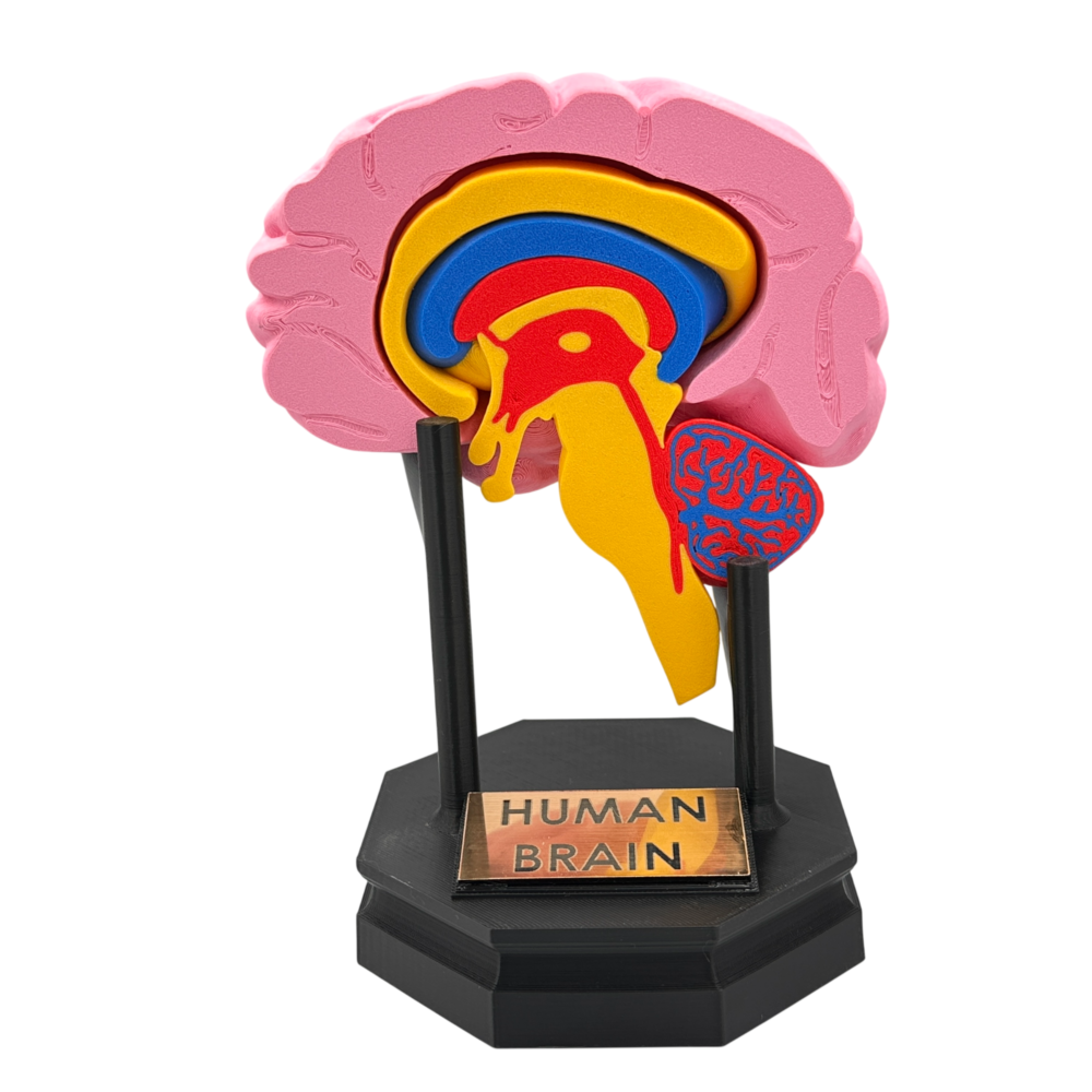 Human Brain Anatomical Cross-Section Model