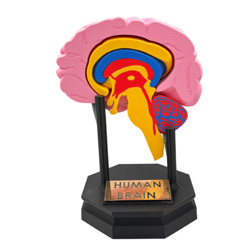 Human Brain Anatomical Cross-Section Model