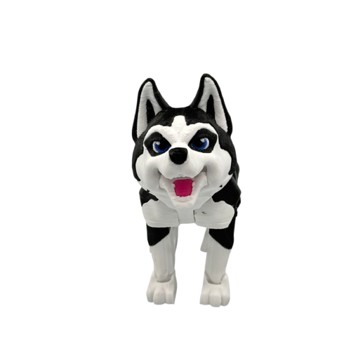 Maya the Husky