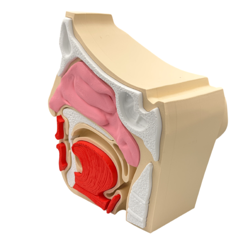 Nose and Sinus Anatomical Cross-Section Model