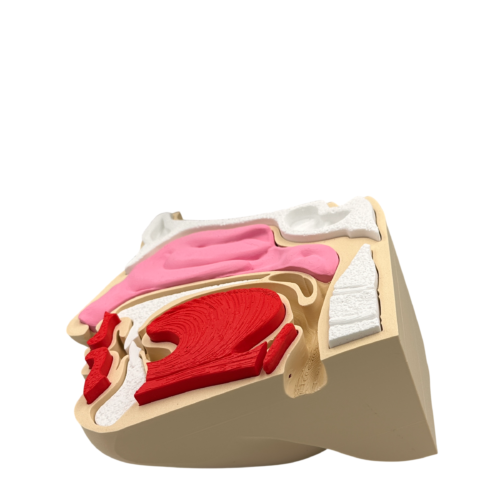 Nose and Sinus Anatomical Cross-Section Model