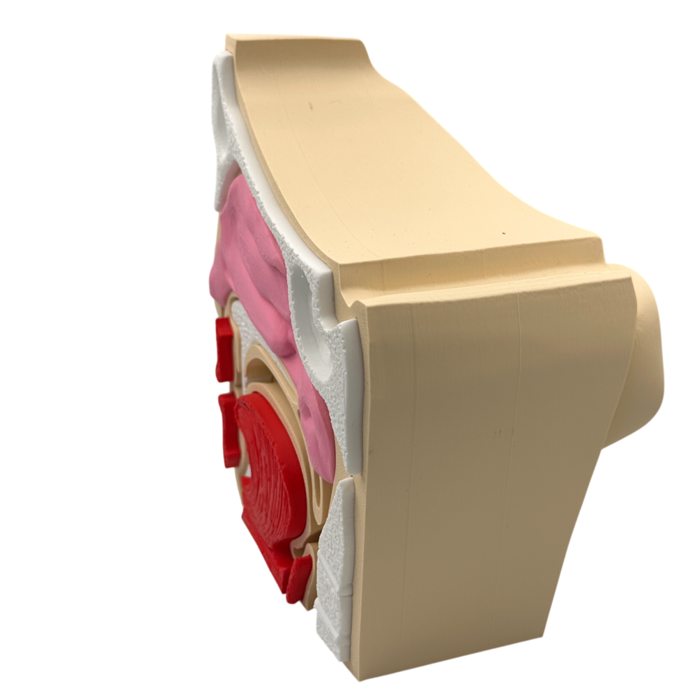 Nose and Sinus Anatomical Cross-Section Model