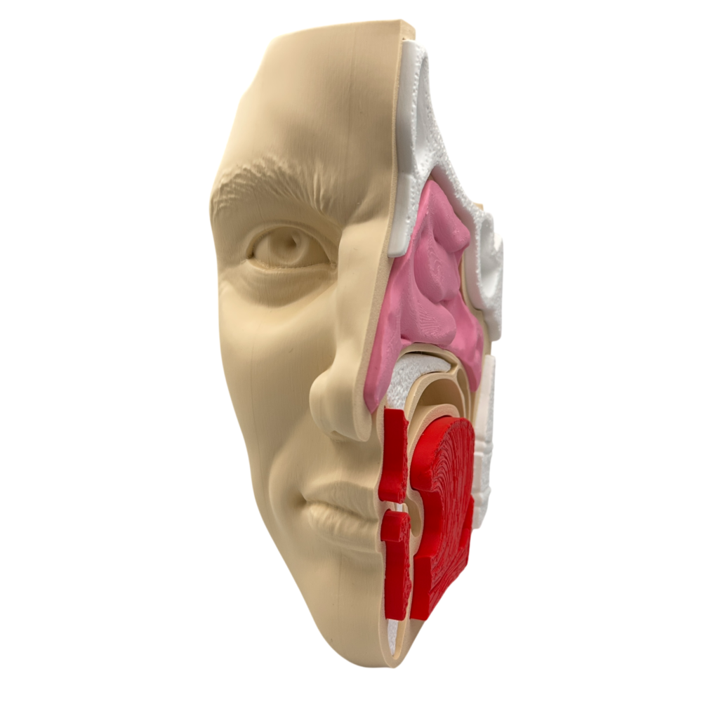 Nose and Sinus Anatomical Cross-Section Model