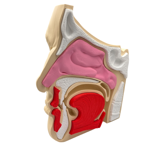 Nose and Sinus Anatomical Cross-Section Model