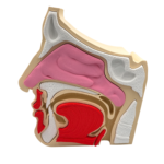 Nose and Sinus Anatomical Cross-Section Model