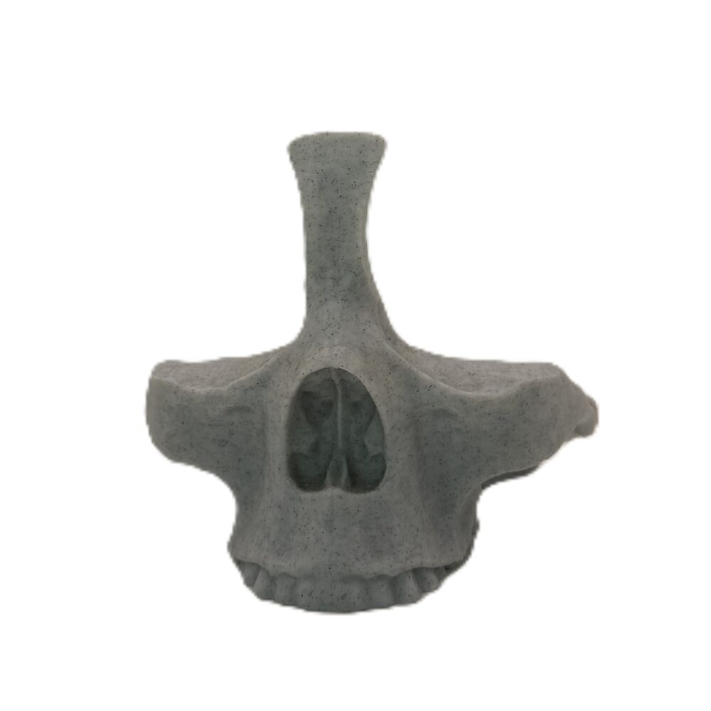 Skull Eye Glasses Holder