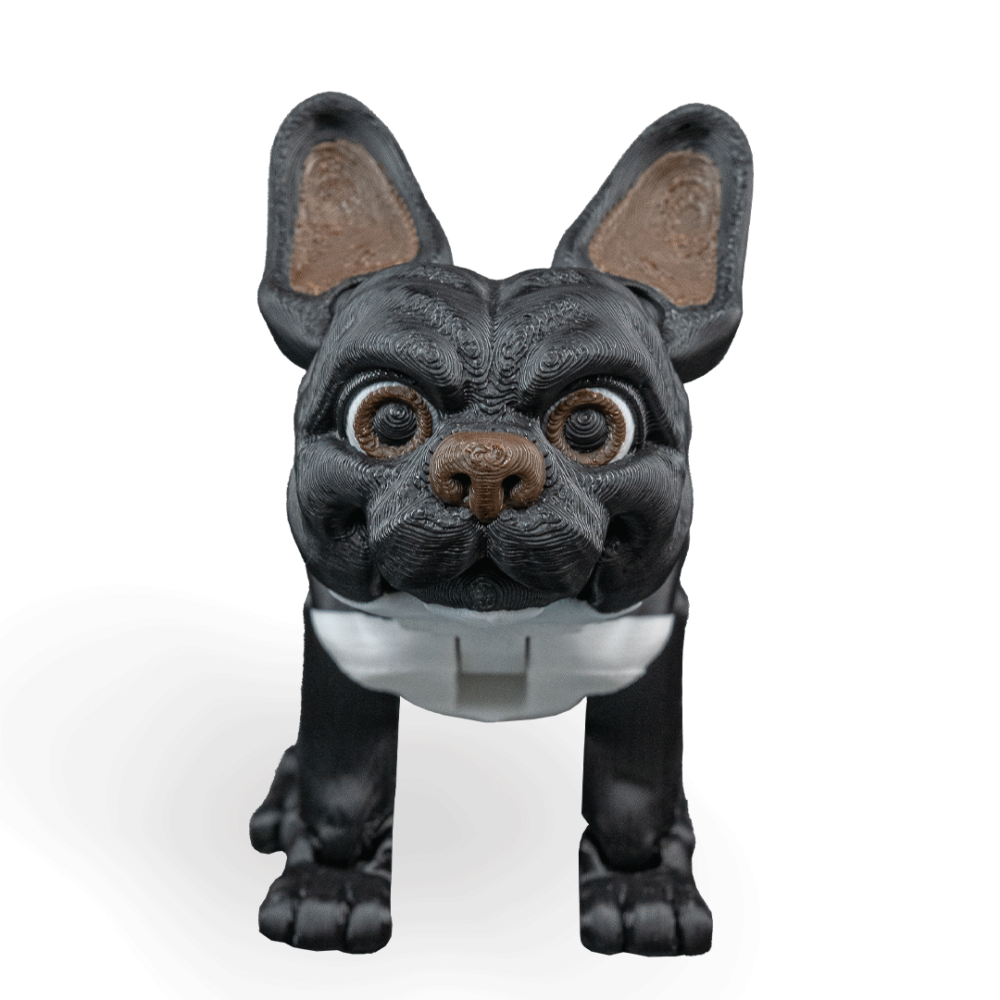 Stella, The French Bulldog - Black
