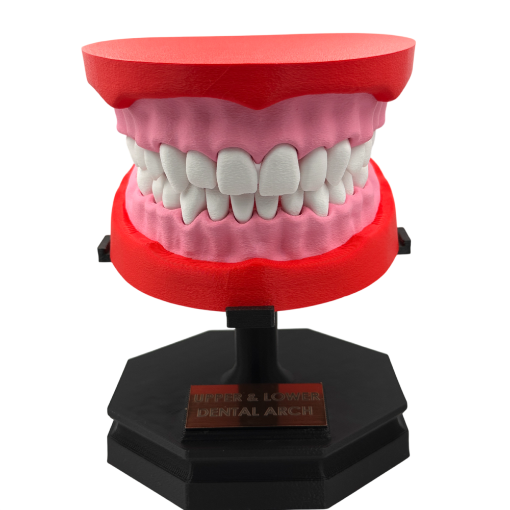 Upper and Lower Dental Arch Model