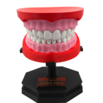Upper and Lower Dental Arch Model