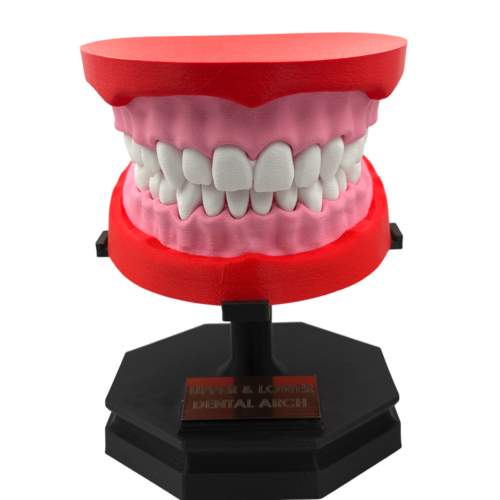 Upper and Lower Dental Arch Model
