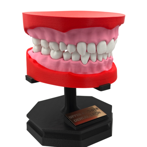 Upper and Lower Dental Arch Model