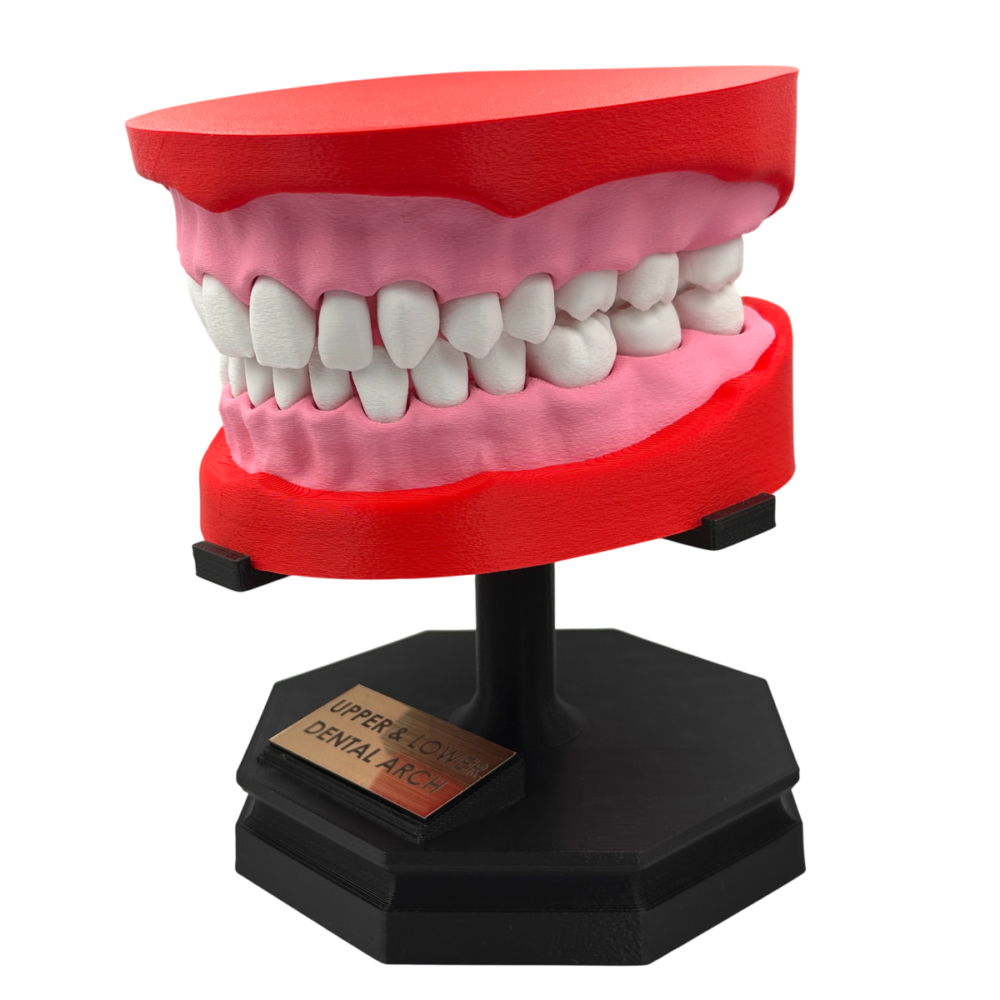 Upper and Lower Dental Arch Model
