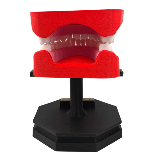Upper and Lower Dental Arch Model