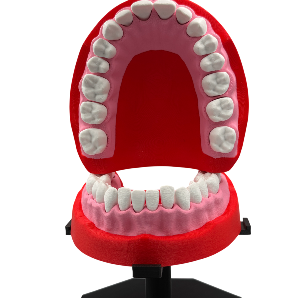 Upper and Lower Dental Arch Model