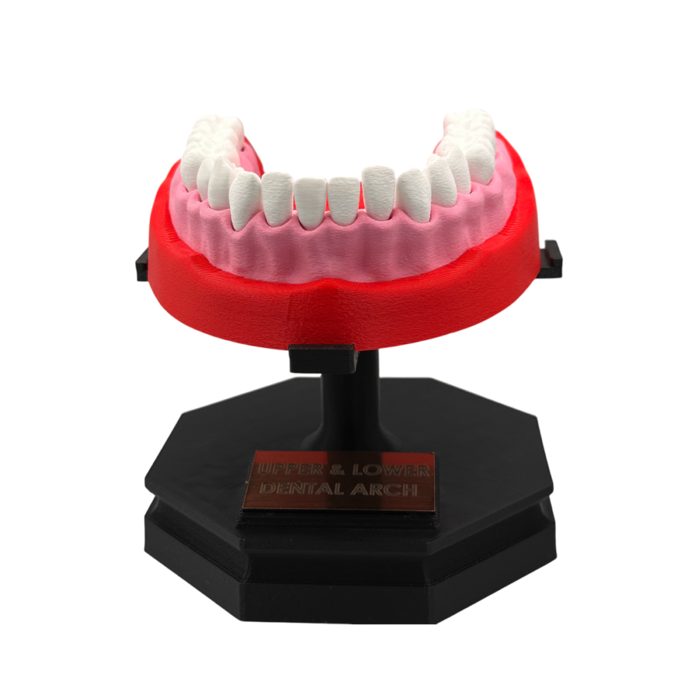 Upper and Lower Dental Arch Model