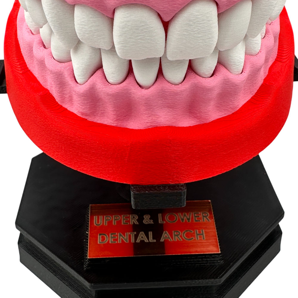 Upper and Lower Dental Arch Model