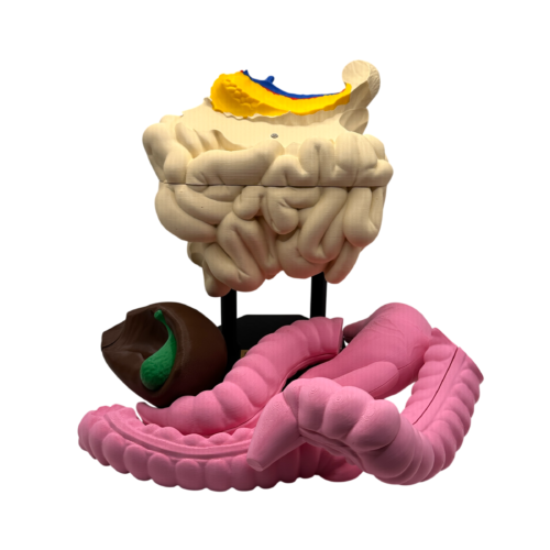 Digestive System Anatomical Model