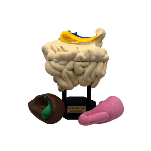 Digestive System Anatomical Model
