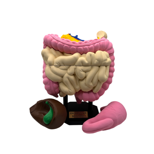 Digestive System Anatomical Model