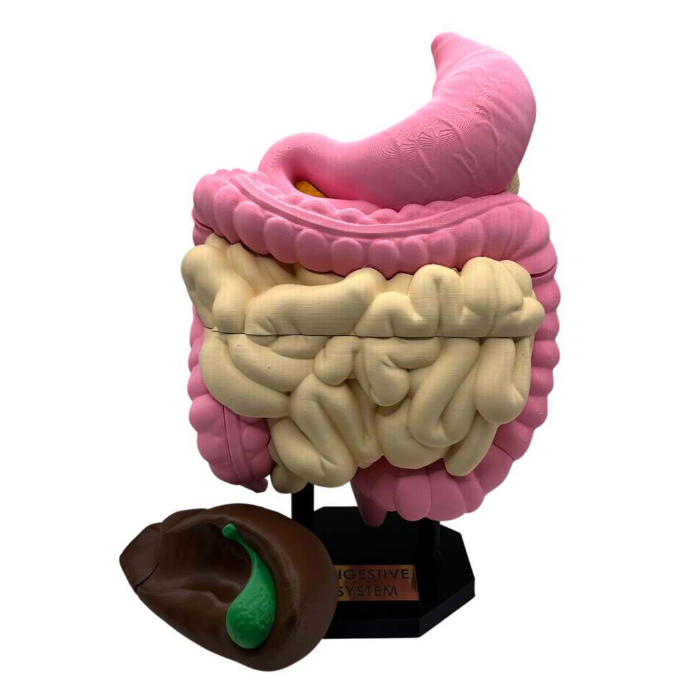 Digestive System Anatomical Model
