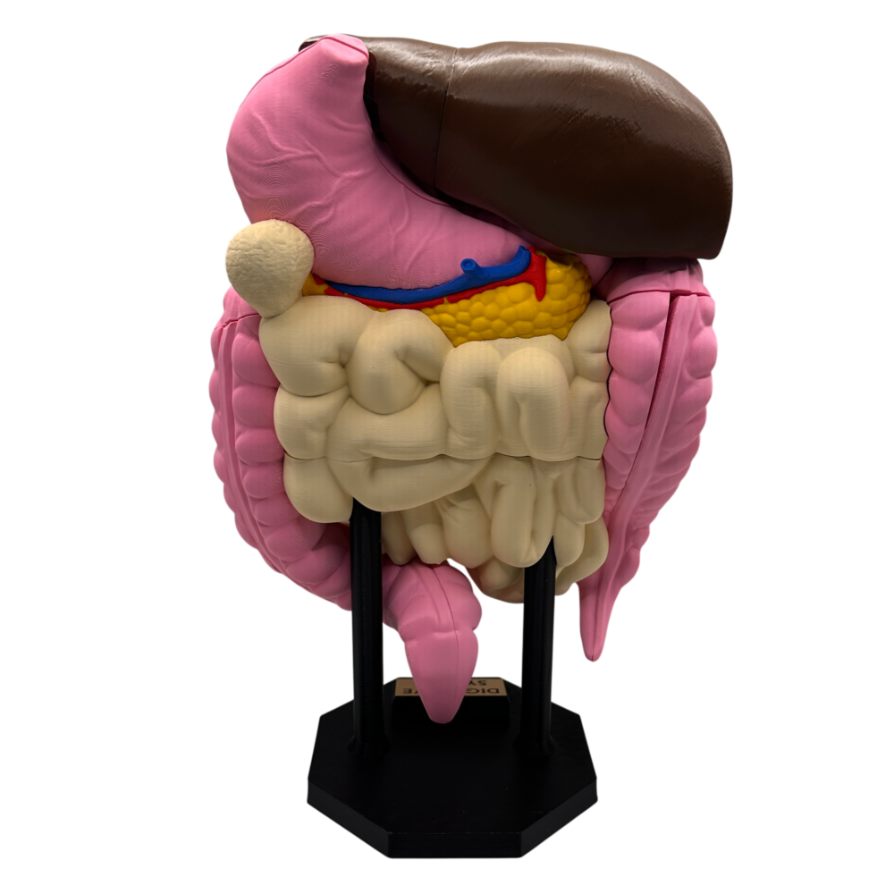 Digestive System Anatomical Model