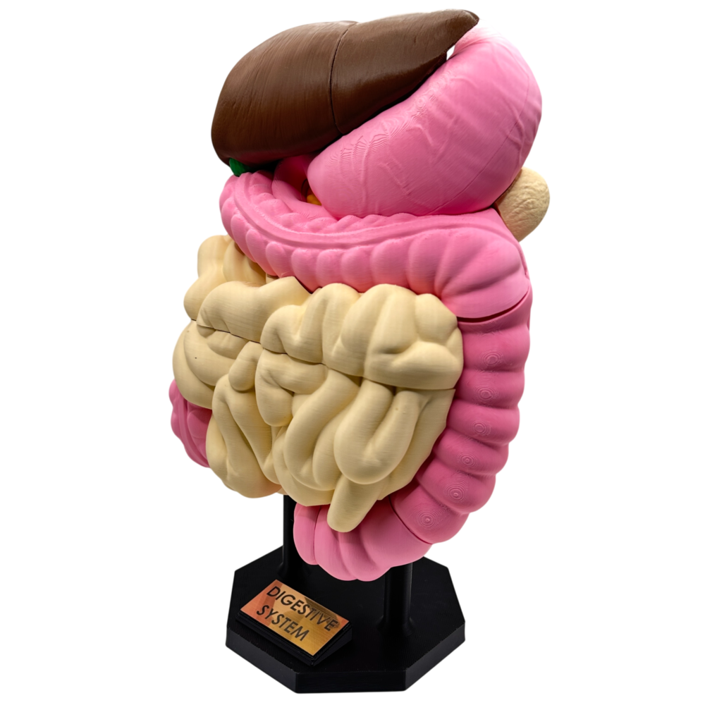 Digestive System Anatomical Model