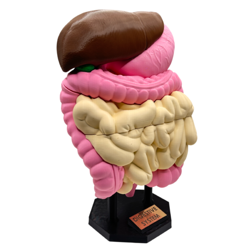 Digestive System Anatomical Model