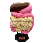 Digestive System Anatomical Model