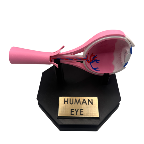 Human Eye Anatomical Model