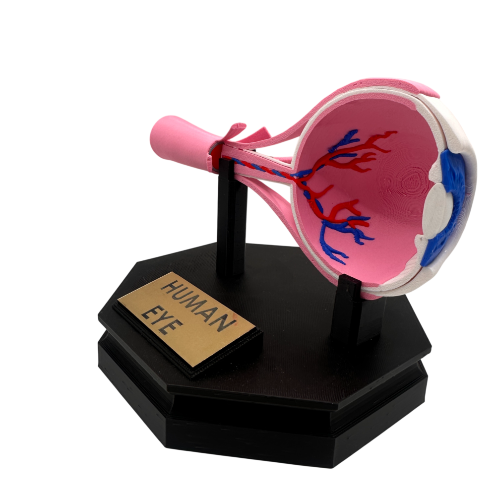 Human Eye Anatomical Model