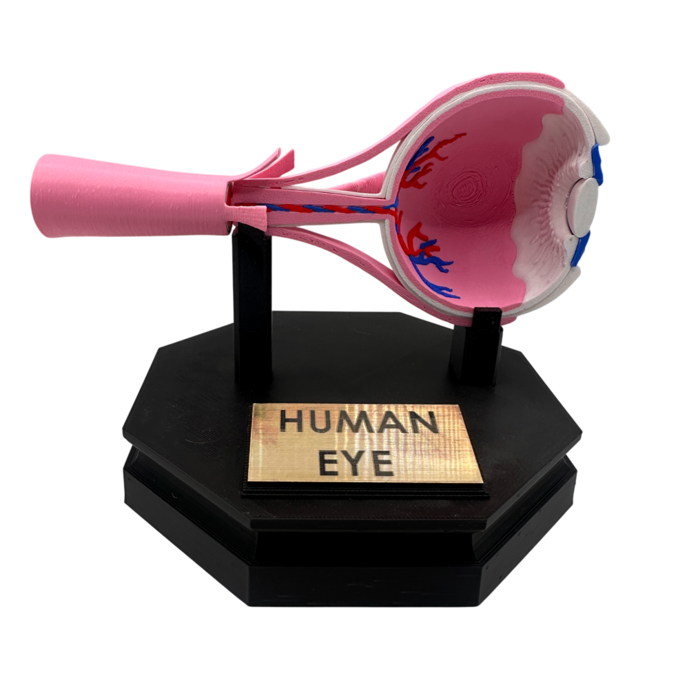 Human Eye Anatomical Model