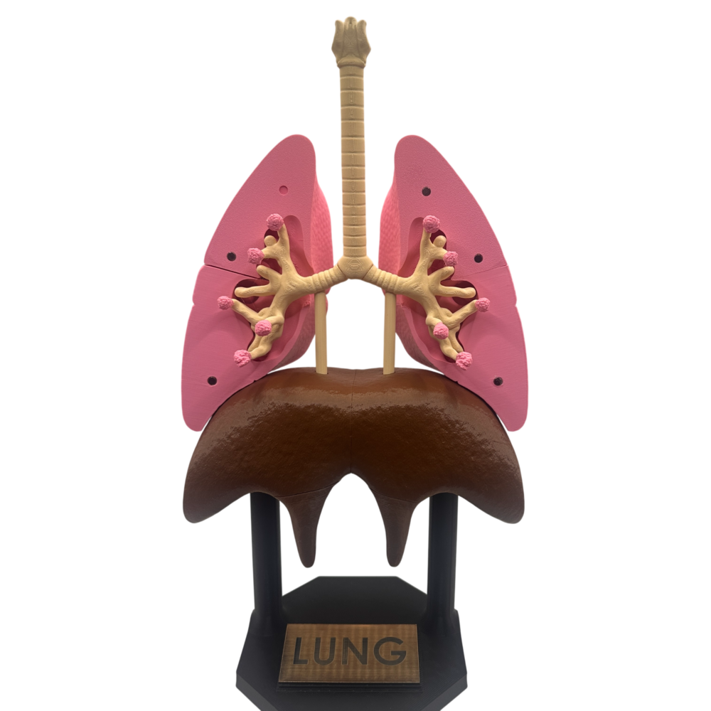 Lung Anatomical Model