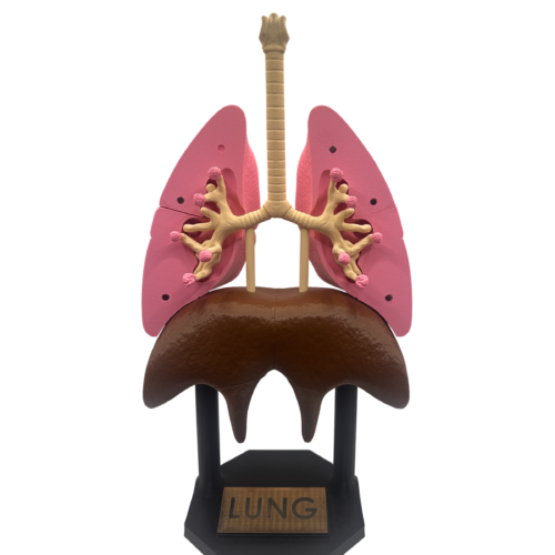 Lung Anatomical Model