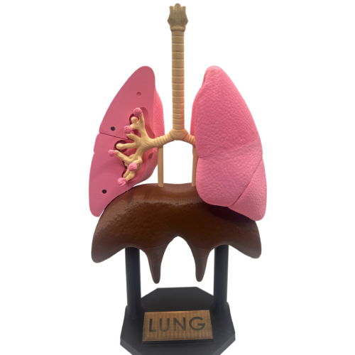Lung Anatomical Model