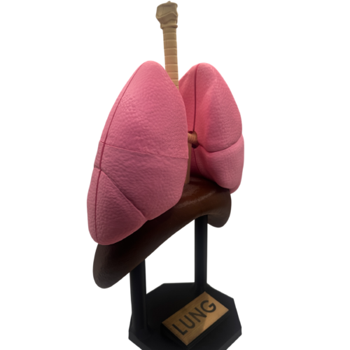 Lung Anatomical Model
