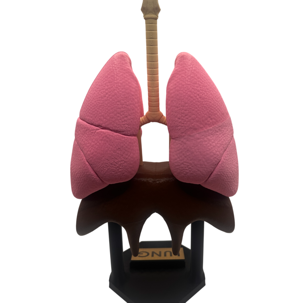 Lung Anatomical Model