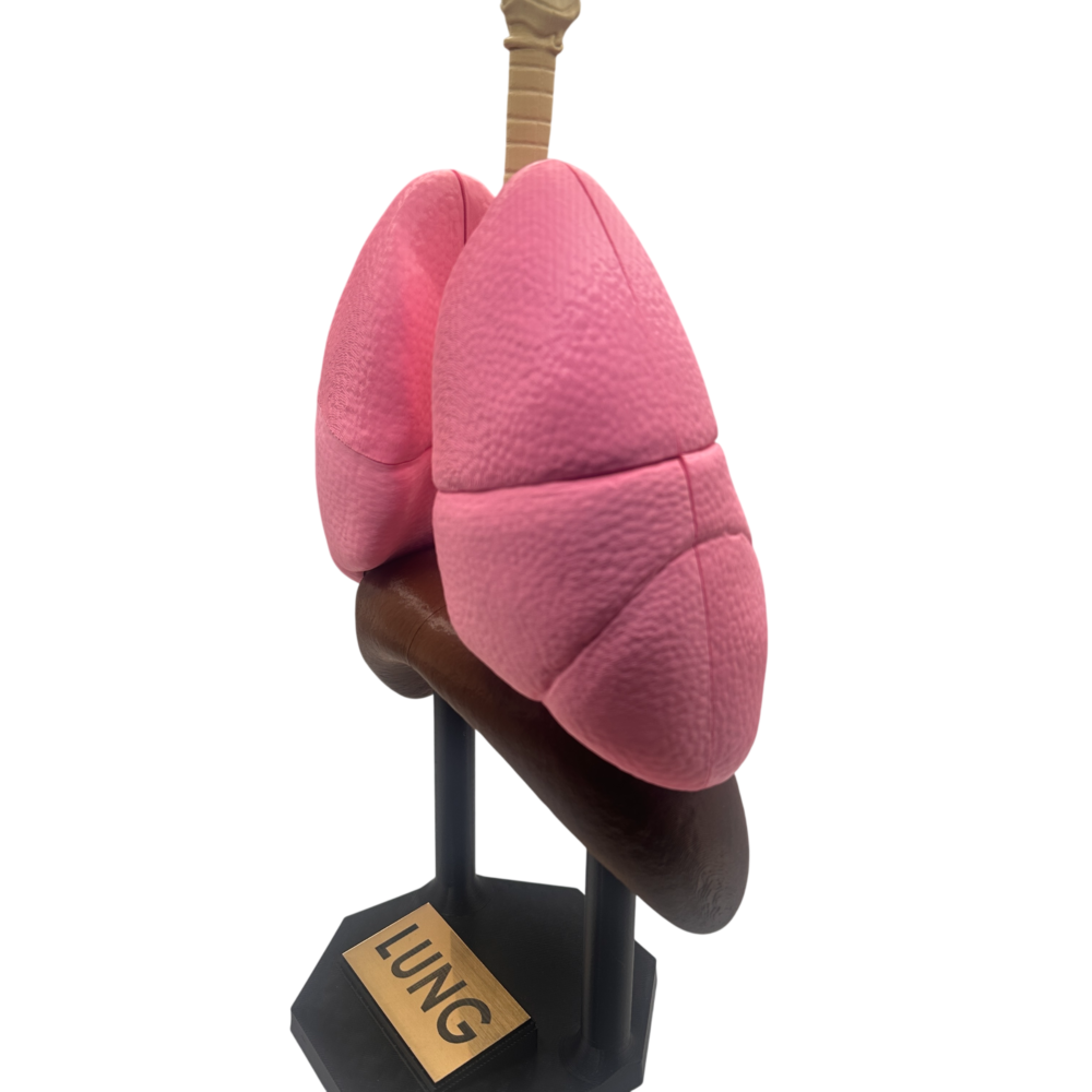 Lung Anatomical Model