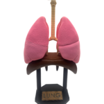 Lung Anatomical Model
