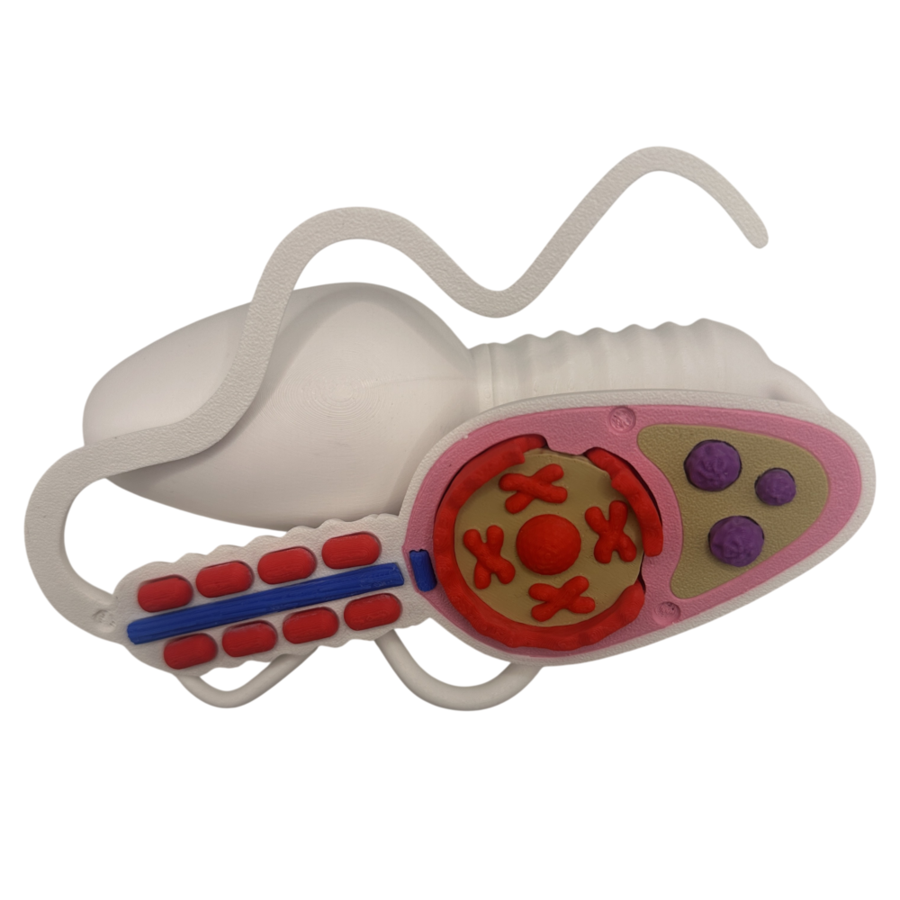 Sperm Cell Anatomical Model